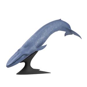 Blue Whale - Japan’s National Museum of Nature and Science [Kaiyodo]